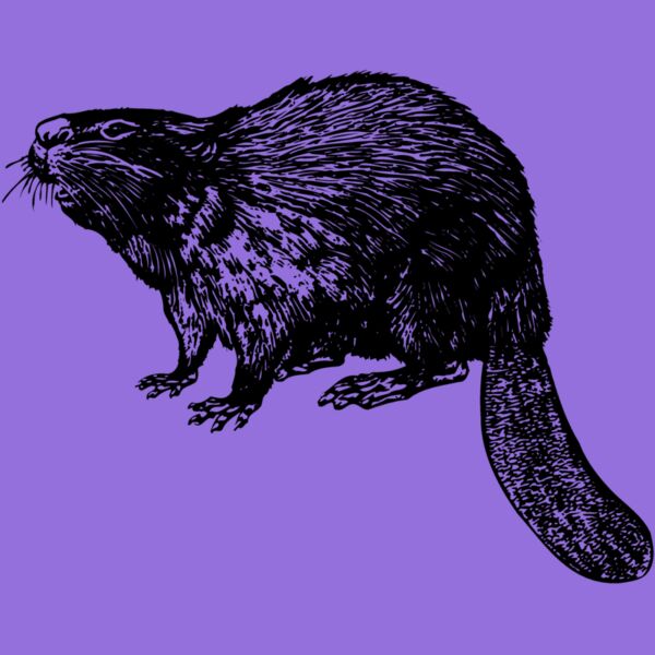BEAVER02 Thumbnail