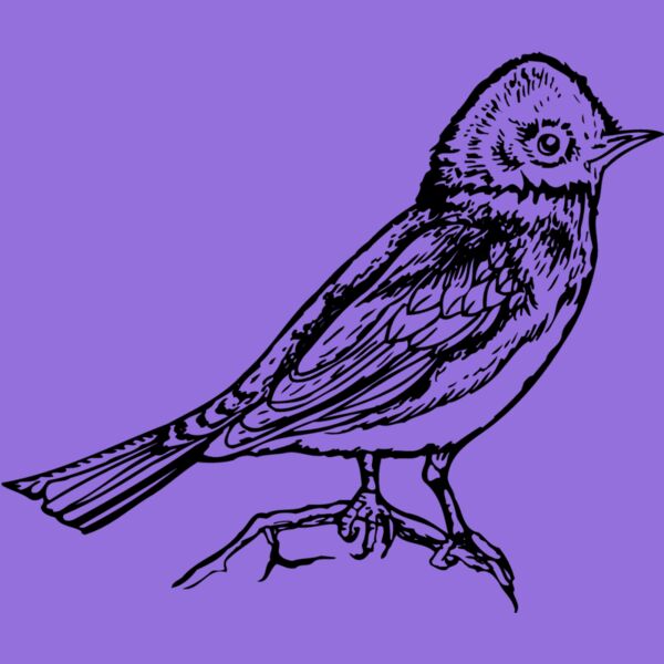 BIRD006 Thumbnail