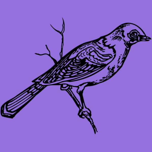 BIRD020 Thumbnail