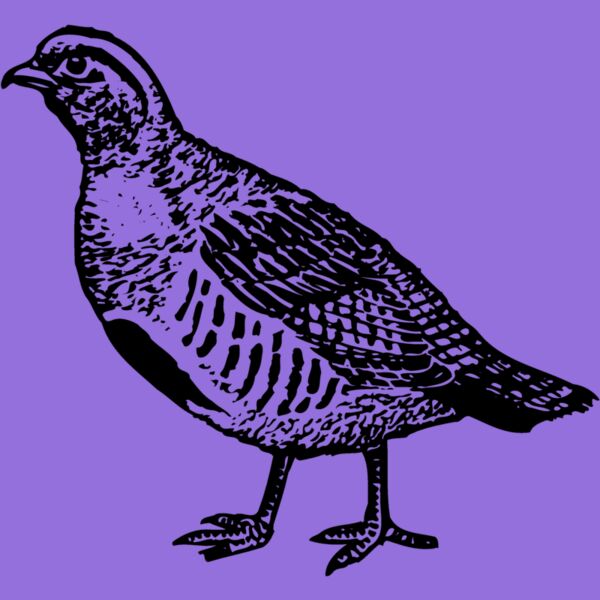 BIRD075 Thumbnail