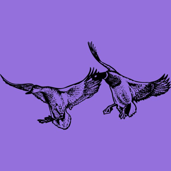 BIRD079 Thumbnail