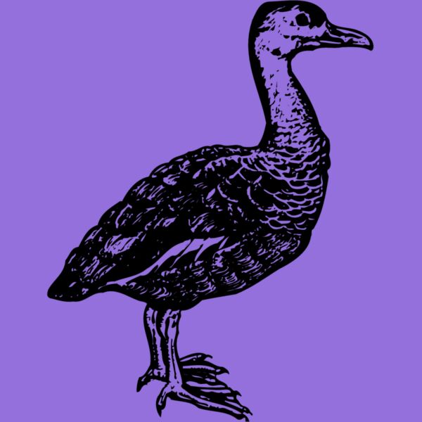 BIRD089 Thumbnail