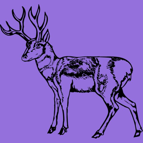 DEER025 Thumbnail