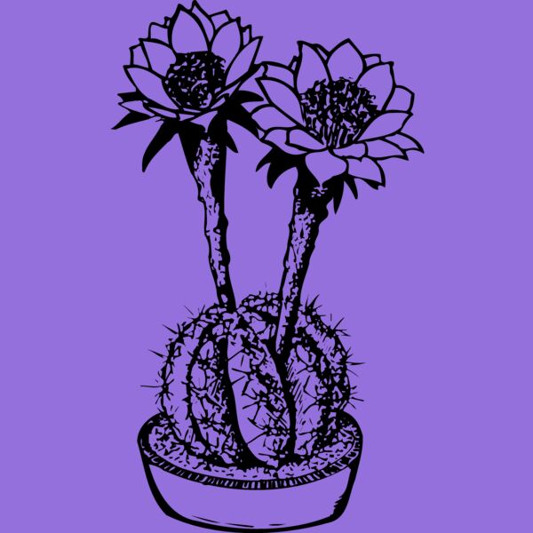 CACTUS03 Thumbnail