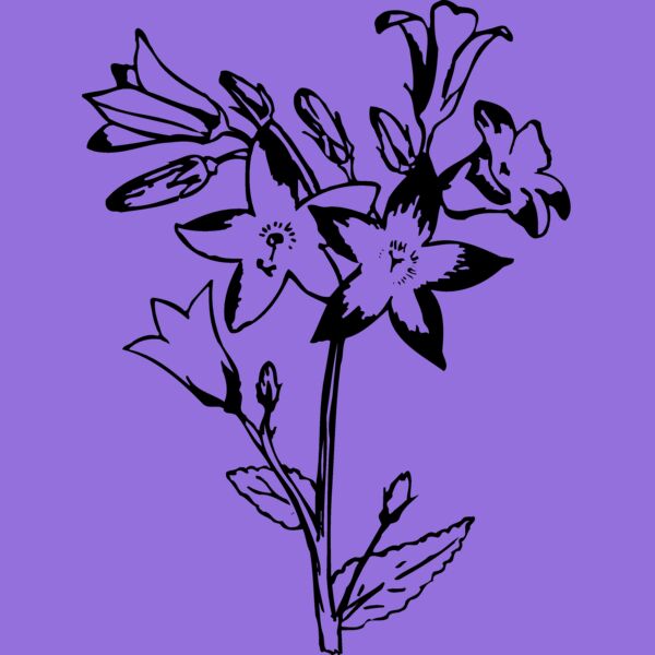 FLOWER25 Thumbnail
